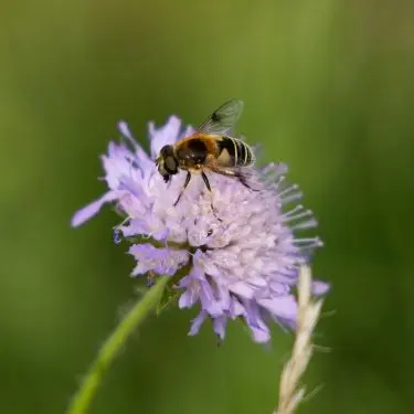 Bring naturen ind i haven